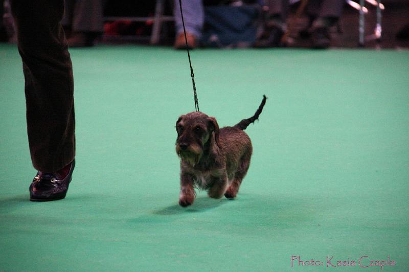 Crufts2011_2 1354.jpg